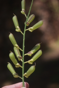 Liliane Roubaudi, le 21 juillet 2012 (Kourou (île Royale))