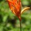  Liliane Roubaudi - Heliconia psittacorum L. f.