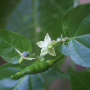 Photographie n°89013 du taxon Capsicum annuum L. [1753]