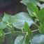  Liliane Roubaudi - Capsicum annuum L. [1753]