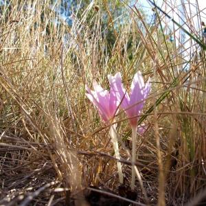  - Colchicum neapolitanum (Ten.) Ten. [1826]