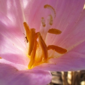 Photographie n°89022 du taxon Colchicum neapolitanum (Ten.) Ten. [1826]