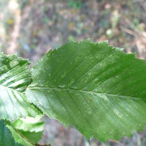 Photographie n°89036 du taxon Carpinus betulus L. [1753]