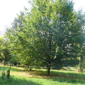 Photographie n°89043 du taxon Carpinus betulus L. [1753]