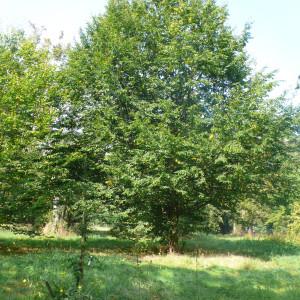 Photographie n°89045 du taxon Carpinus betulus L. [1753]