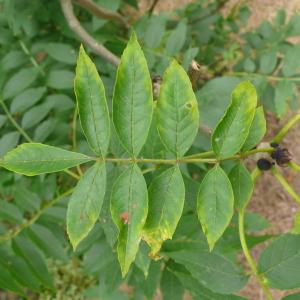 Photographie n°89065 du taxon Fraxinus excelsior L. [1753]