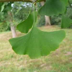 Photographie n°89080 du taxon Ginkgo biloba L. [1771]