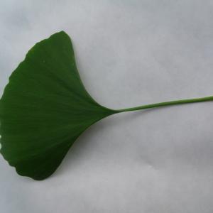 Photographie n°89087 du taxon Ginkgo biloba L. [1771]