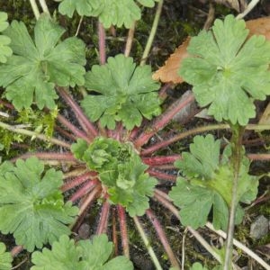 Photographie n°89089 du taxon Geranium molle L. [1753]