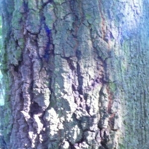 Photographie n°89117 du taxon Quercus cerris L. [1753]