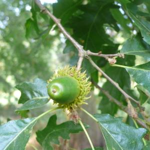 Photographie n°89120 du taxon Quercus cerris L. [1753]