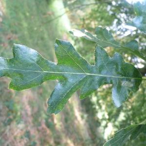 Photographie n°89122 du taxon Quercus cerris L. [1753]