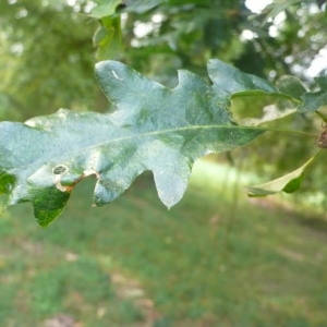 Photographie n°89123 du taxon Quercus cerris L. [1753]