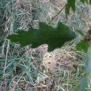 Photographie n°89124 du taxon Quercus cerris L. [1753]