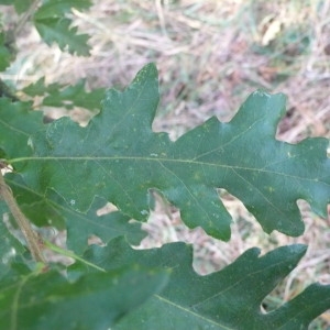 Photographie n°89125 du taxon Quercus cerris L. [1753]