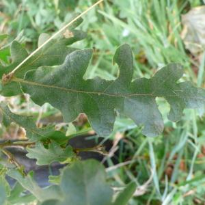 Photographie n°89131 du taxon Quercus cerris L. [1753]