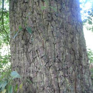 Photographie n°89144 du taxon Quercus cerris L. [1753]