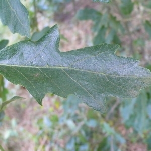 Photographie n°89152 du taxon Quercus cerris L. [1753]