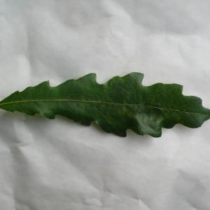 Photographie n°89155 du taxon Quercus cerris L. [1753]