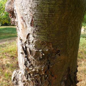 Photographie n°89191 du taxon Sorbus aucuparia L. [1753]