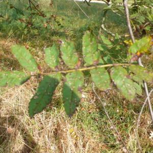 Photographie n°89194 du taxon Sorbus aucuparia L. [1753]