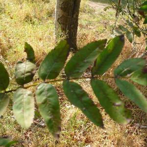 Photographie n°89195 du taxon Sorbus aucuparia L. [1753]