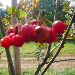 Photographie n°89201 du taxon Sorbus aucuparia L. [1753]