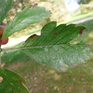 Photographie n°89210 du taxon Sorbus intermedia (Ehrh.) Pers. [1806]