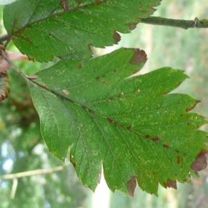 Photographie n°89212 du taxon Sorbus intermedia (Ehrh.) Pers. [1806]