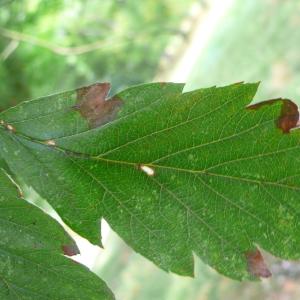 Photographie n°89215 du taxon Sorbus intermedia (Ehrh.) Pers. [1806]