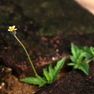 Photographie n°89254 du taxon Tridax procumbens L.