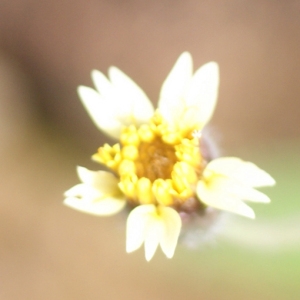 Photographie n°89258 du taxon Tridax procumbens L.