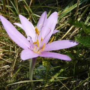 Photographie n°89277 du taxon Colchicum autumnale L. [1753]