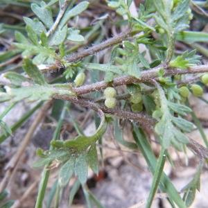 Photographie n°89279 du taxon Coronopus didymus (L.) Sm. [1800]