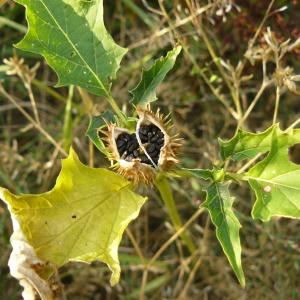 Photographie n°89281 du taxon Datura stramonium L. [1753]