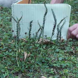 Photographie n°89298 du taxon Spiranthes spiralis (L.) Chevall. [1827]