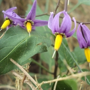 Photographie n°89337 du taxon Solanum dulcamara L. [1753]