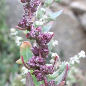 Photographie n°89338 du taxon Atriplex prostrata var. salina (Wallr.) O.Bolòs & Vigo