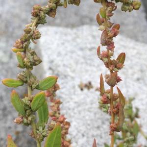 Photographie n°89339 du taxon Atriplex prostrata var. salina (Wallr.) O.Bolòs & Vigo