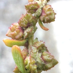 Photographie n°89340 du taxon Atriplex prostrata var. salina (Wallr.) O.Bolòs & Vigo