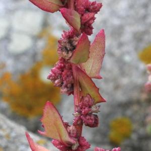  - Atriplex prostrata var. salina (Wallr.) O.Bolòs & Vigo