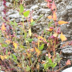  - Atriplex prostrata var. salina (Wallr.) O.Bolòs & Vigo