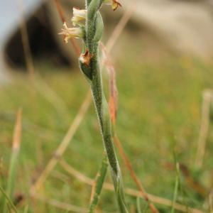 Photographie n°89348 du taxon Spiranthes autumnalis Rich. [1817]