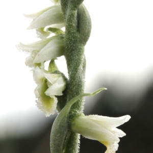 Photographie n°89349 du taxon Spiranthes autumnalis Rich. [1817]