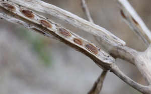 Marie  Portas, le  9 septembre 2012 (Île-de-Batz)