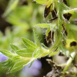  - Echium pininana Webb & Berthel.