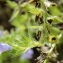  Marie  Portas - Echium pininana Webb & Berthel.