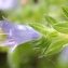  Marie  Portas - Echium pininana Webb & Berthel.