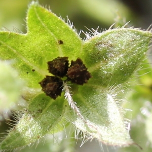  - Echium pininana Webb & Berthel.