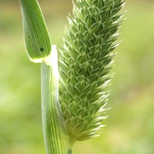 Phalaris minor Retz. (Petit Alpiste)